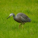 White face heron